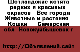 Шотландские котята редких и красивых  окрасов - Все города Животные и растения » Кошки   . Самарская обл.,Новокуйбышевск г.